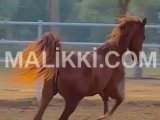 ARABIC BLOODINE HORSE KAKA PANCH KALYAN GHORA FOR SALE Bahria Town Rawalpindi, Rawalpindi