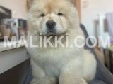 Chow chow puppies are available for import DHA Phase 8, Karachi