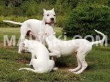 Dogo argentino puppies are available for import Airport Avenue Housing Society, Islamabad