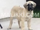 Presa canario puppy available for booking DHA Defence, Islamabad