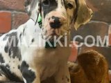 great dane puppies are available for import Bahria Town, Islamabad