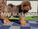 Tibetan mastiff puppies are available for import Bani Gala, Islamabad