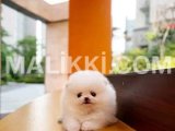 Tea Cup Pomeranian available for import Bahria Town, Islamabad