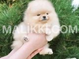 Tea Cup Pomeranian puppies are available for import Model Town, Lahore