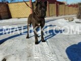 Cane corso world champion BLOODLINE puppy available for import DHA Defence, Islamabad