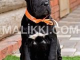 Cane corso puppies are available for import extremely Good quality Capital Valley Islamabad, Islamabad