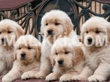 Golden Retriever Puppies Model Town, Lahore