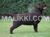 Pedigreed Labrador Retriever Males DHA Phase 9, Lahore