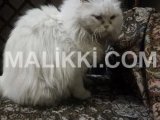 Persian cat for sale Gulzar Colony, Lahore