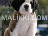 Saint Bernard puppy are available for import Blue Area, Islamabad