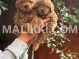 Toy poodle puppies are available for import Bahria Town, Lahore