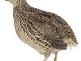 Quail Buyer