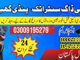 Army Dog Center Attock 03459033016