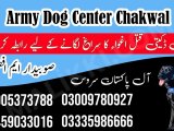 Army Dog Center Chakwal 03009780927