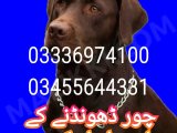 Army dog center chakwal 03336974100