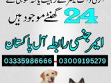 Army Dog Center Swabi 03018665280 