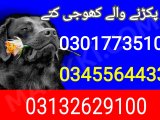 Army dog center Rawalpindi 03132629100