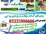 Army Dog Center Lakki Marwat 03018665280 Krak