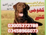 Army Dog Center Upper Kohistan 03018665280