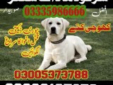 Army Dog Center Chiniot 03009780927