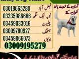 Army Dog Center Faisalabad 03018665280