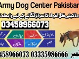 Army Dog Center Jhelum 03458966073