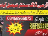 Army Dog Center Faisalabad 03459033016