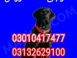 Army dog center taxila 03132629100