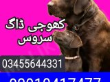 Army dog center faisalabad 03010417477