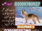 Army Dog Center Khushab 03018665280