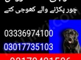 Army dog center faisalabad 03017735103