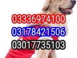 Army dog center mirpur khas 03017735103