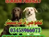 Army Dog Center Mandi Bahauddin 03018665280