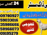 Army Dog Center Upper Dir 03018665280