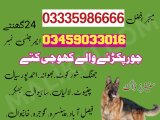 Army Dog Center Jhang 03018665280