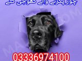 Army dog center islamabad 03336974100