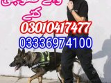 Army dog center tando muhammad khan 03010417477