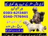 Army Dog Center Khushab 03036213401 | Khoji Dog In Khushab 