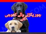 Army dog center mansehra 03457229364