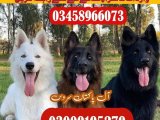 Army dog center Dadu 03009195279