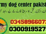 army dog centre nawab shah 03009780927 (khoji dogs)