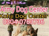 Army dog center Bannu kohat Peshawar 0300-3787282