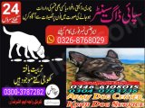 Army dog center Daryakhan 0300-3787282