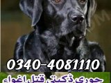 Army dog center Nawabshah 03404081110