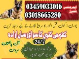 army dog center khushab 03009195279