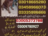 army dog center chakwal 03335986666