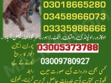 Army Dog Center jhang 03459033016