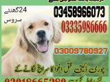 Army dog center Faisalabad 03018665280 