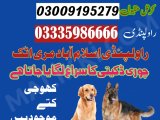 Army dog center Rawalpindi 03009195279(sniffers dog)