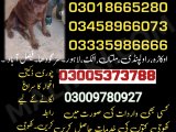 Army Dog Centre Faisalabad 03458966073(کھوجی ڈاگ )